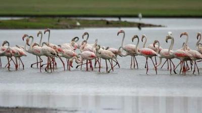 Flamingo flock struck by Emirates flight in Mumbai
