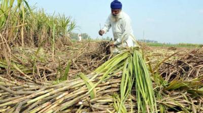  Sugarcane