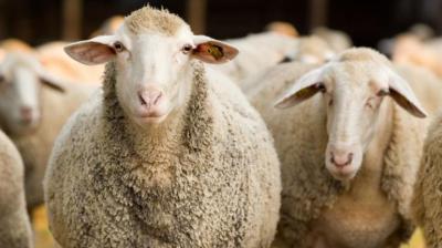 Animal Husbandry Also Benefits Farmers