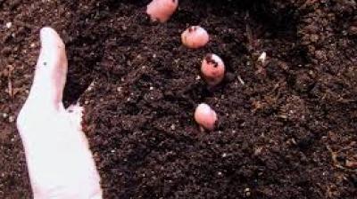 The poison became soil