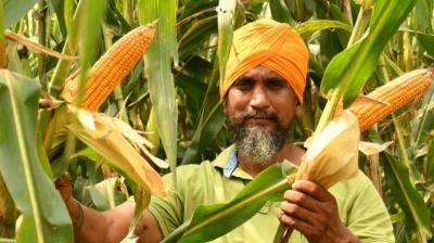 ਕਿਸਾਨ ਮੱਕੀ ਫ਼ਸਲ ਦਿਖਾਉਂਦੇ ਹੋਏ 