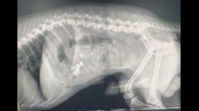 Dog swallow diamond earrings