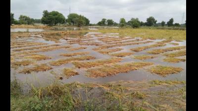 Crops damage