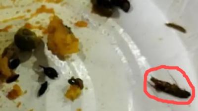  A cockroach came out of the samosa bought at the airport