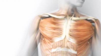 Interstitium New Organ Discovered Human Body