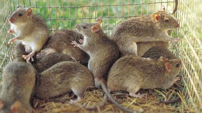‘Rat epidemic’ declared in New South Wales,