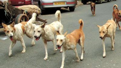 11 people were bitten by stray dogs, the condition of two is critical