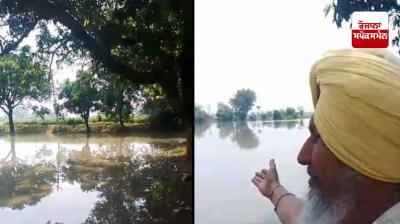  ਪਿੰਡ ਕਕਰਾਲਾ ’ਚ ਕਿਸਾਨਾਂ ਦਾ 200 ਏਕੜ ਤੋਂ ਵੱਧ ਝੋਨਾ ਹੋਇਆ ਬਰਬਾਦ