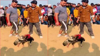 Gurdaspur: A case has been registered against those who arrange cockfights by betting Rs 2 to 6 lakh.