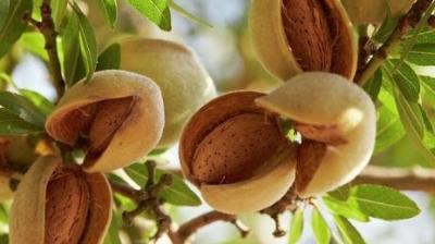 Do almond farming like this, earn lakhs of rupees