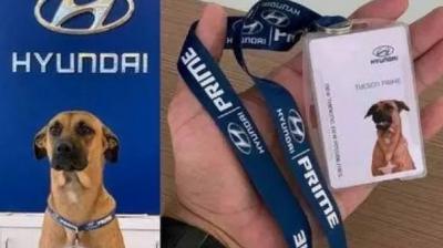 Car showroom adopts stray dog as 'sales person'