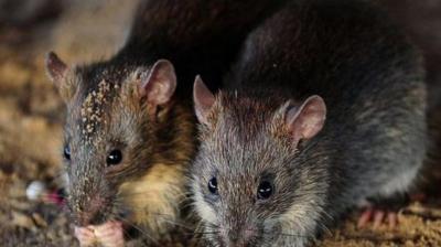 Madhya Pradesh News: cops ‘imprison’ rat for drinking seized liquor