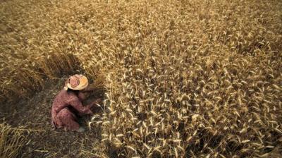 Sowing Moong after Wheat