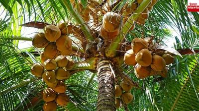 India leads the world in planting coconut groves