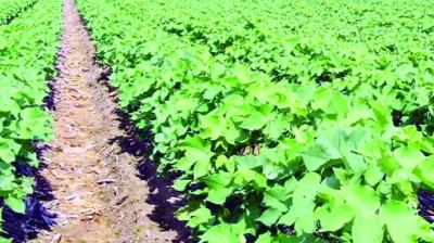 Representational Image