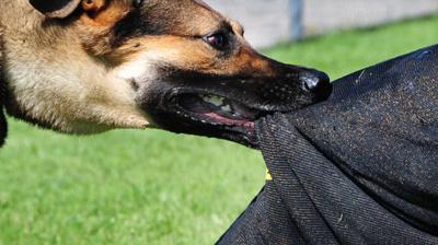 Dog rage continues in Punjab, with 14 cases coming to light every hour