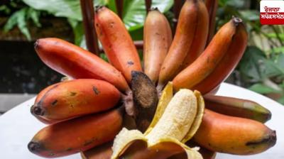 Red banana removes the problem of constipation Health News