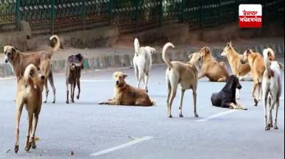 ਅਵਾਰਾ ਕੁੱਤਿਆਂ ਦੇ ਸਰਕੂਲਰ ਉਤੇ ਗਲਤ ਜਾਣਕਾਰੀ ਫੈਲਾਉਣ ਵਾਲੀਆਂ ਪੋਸਟਾਂ ਨੂੰ ਹਟਾਉਣ ਦੀ ਮੰਗ ਕਰ ਸਕਦੀ ਹੈ ਦਿੱਲੀ ਪੁਲਿਸ 