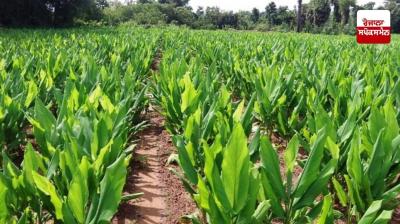 Turmeric Farming
