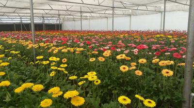 Flowers Farming