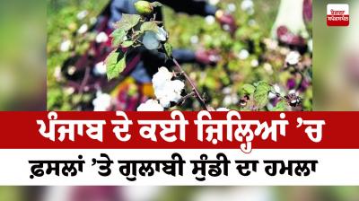 In several districts of Punjab, the attack of the pink beetle on the crops