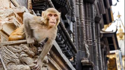 monkey attack to kill sleeping child