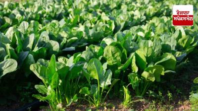 How to do spinach farming