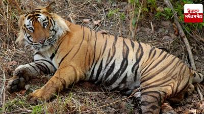 Three tigers found dead in Wayanad, Forest Department orders investigation