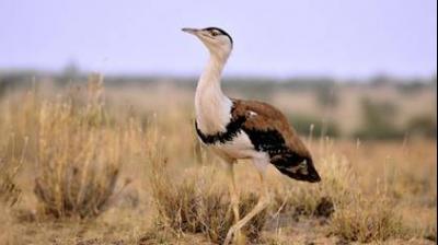 Great Indian bustard