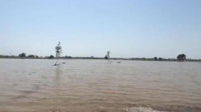Sutlej river overflow 
