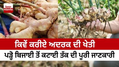 How to grow ginger, read complete information from planting to harvesting
