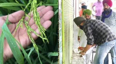 1400 acres of paddy crop in Kapurthala damaged, fake seeds, shop sealed, know what farmers said