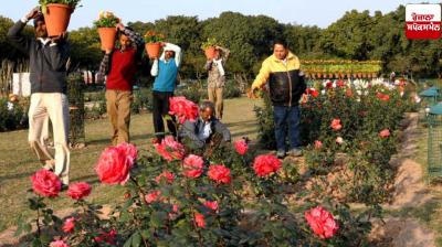 Three-day 'Rose Festival' begins at PU Chandigarh