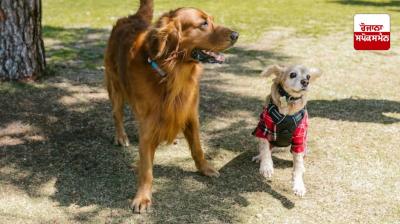 AI will now translate the sound of a dog barking