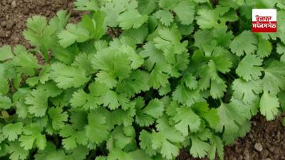 Wealthy has the power to fight diseases