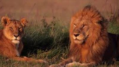 Two lions killed in order to save a man
