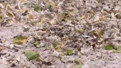 Human Skeleton Remains Found Behind Muzaffarpur Hospital