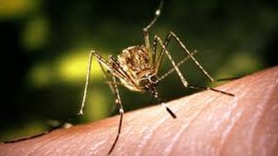 japanese encephalitis