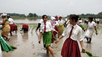 Students participating in sowing crops