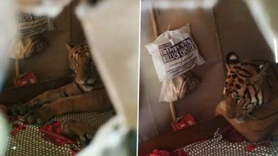 Tiger sitting on a Bed in House