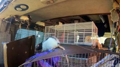 Woman living in van with more than 300 pet rats