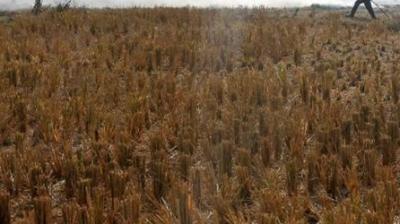 Punjab Government in Action 196 Farmers Arrested For Burning Stubble 