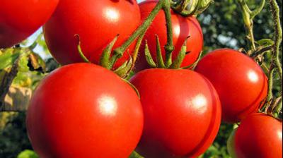 Tomato 