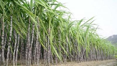 Major pests of sugarcane crop and preventive measures Farming News