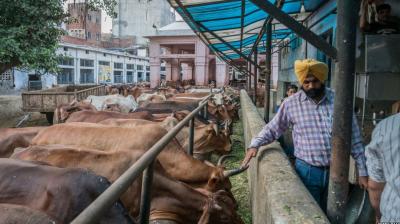  Now Even Animals Will Eat Chocolate, Milk Production Will Increase, Know How