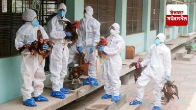 Bird flu threat increases after 1500 crows die in Chennai