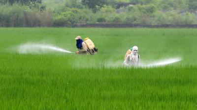 Demand to Ban on artificial pesticides