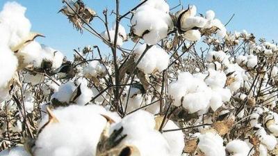 White gold cotton