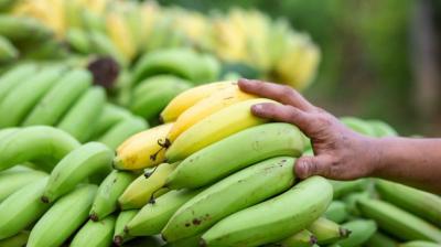 Raw Bananas For Diabetes