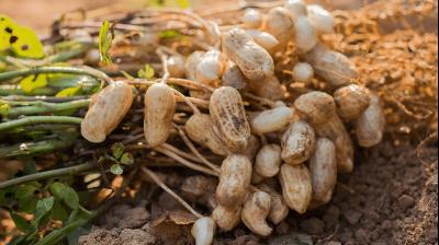 Groundnut cultivation 